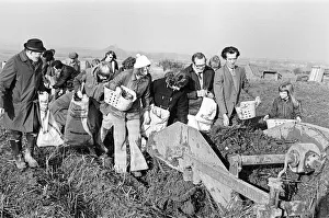 01215 Prints: Members of the public help to harvest a late season crow of potatoes, Teesside