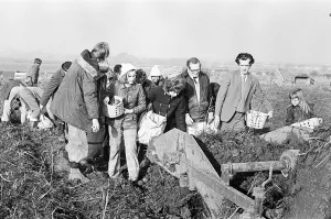 01215 Prints: Members of the public help to harvest a late season crow of potatoes, Teesside