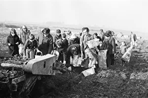 01215 Prints: Members of the public help to harvest a late season crow of potatoes, Teesside