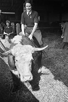 Members of the Women Land Army (WLA) giving a Jersey calf a brush down at Blackalls Farm