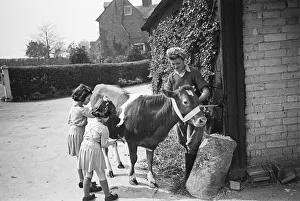 Members of the Women Land Army (WLA) giving a Jersey calf a brush down at Blackalls Farm