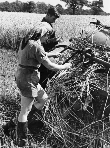 Agriculture Prints: Members of the Women Land Army (WLA) being helped by German Prisoners of War to gather