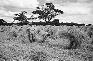 Agriculture Prints: Members of the Women Land Army (WLA) at work on a farm in Hertfordshire