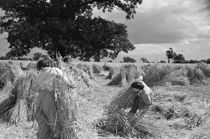 01179 Prints: Members of the Women Land Army (WLA) at work on a farm in Hertfordshire