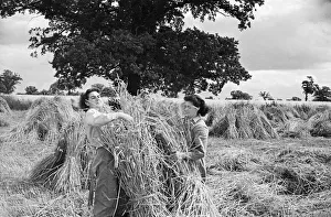 01179 Prints: Members of the Women Land Army (WLA) at work on a farm in Hertfordshire