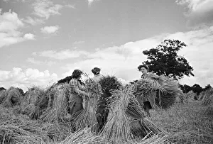 01179 Prints: Members of the Women Land Army (WLA) at work on a farm in Hertfordshire