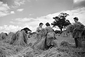 01179 Prints: Members of the Women Land Army (WLA) at work on a farm in Hertfordshire