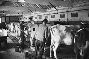 01179 Prints: Members of the Women Land Army (WLA) at work using mechanical milkers for the cows on a