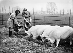 Farming Prints: Two members of the Womens Land Army (WLA) at work feeding pigs on a farm in England