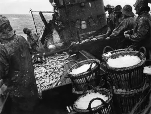 The men on the herring drifter Kindred Star out in the North Sea from Lowestoft