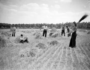 Harvest Prints: Men and Women Harvesting WW2 - July 1941 Women doing mens jobs during the war