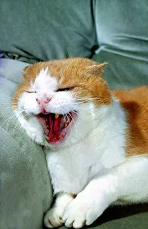 Felines Prints: Menacing Cat on a sofa. Cats Animals Yawning MIRDs 9A 1544 / 5