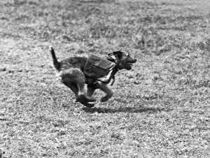 00464 Prints: One of several messenger dogs used by the British Army in Flanders seen here on route