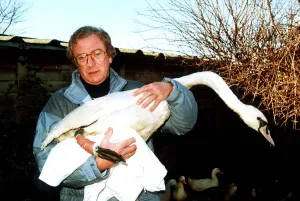 00131 Prints: Michael Caine actor with injured swan being treated at Dot Beesons Sanctuary in Surrey