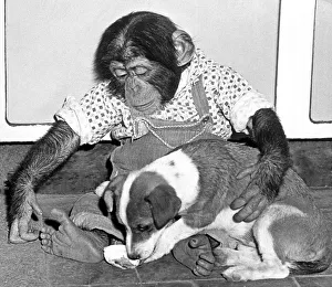 Micky the chimpanzee keeps a protective arm around Trixie the terrier pup at Southam zoo