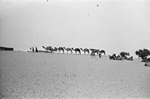 Images Dated 23rd May 1976: Since the Middle Ages, camel caravans have navigated north from the fabled city of