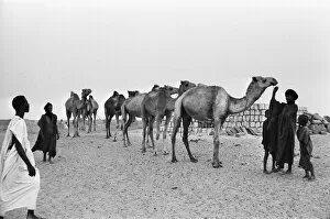 Images Dated 23rd May 1976: Since the Middle Ages, camel caravans have navigated north from the fabled city of