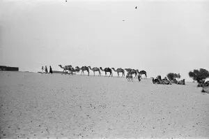 Landscape Feature Prints: Since the Middle Ages, camel caravans have navigated north from the fabled city of