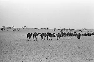 00671 Prints: Since the Middle Ages, camel caravans have navigated north from the fabled city of