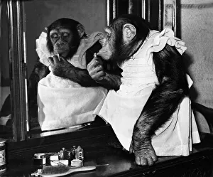 Makeup Prints: Midge, a five-year-old tame chimpanzee is up to some mischief on her mistresses dressing