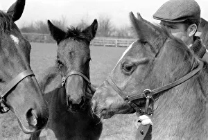 Foals Prints: Million dollar trio trying out the fresh air of Newmarket in a paddock at Dunchurch Lodge