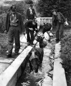 Miners from Hamsterley Colliery in County Durham give their pit ponies a bath