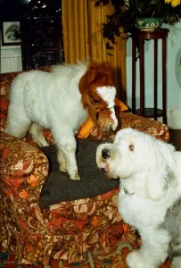 Mini Shetland pony foal called Star sitting on a sofa with old English Sheep Dog