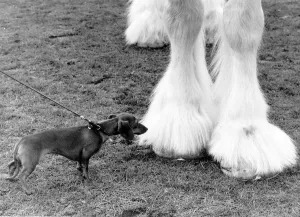 A miniature Dachshund takes a closer look at the hoof of a Shire Horse at the Shire Horse