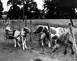 Ponies Prints: Miniature ponies at Ashorne farm, Warwickshire greet a young girl driving her own pony