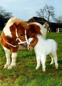 Ponies Prints: Miniature Shetland Pony foal called Star with mother whose name is Twinkle