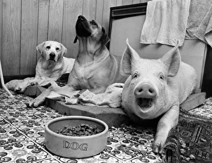 Minnie the pig woofs'in unison with Keeley the Rhodesian ridgeback