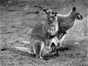 00049 Prints: Minnie, the Wallaby, of the Zoo owned by Sir Garron Tyrwhit Drake of Maidstone