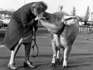 Miss Anna Barbara Woodhouse who used telepathy on the 22 stone circus pig by blowing down