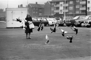 Miss Helen Fleming, of Liverpool, feeds the pigeons near her home. December 1969 Z11774