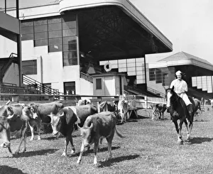 Cattle Prints: Miss Joan Stoner, a former Brighton hairdresser and now with the WLA (The Women
