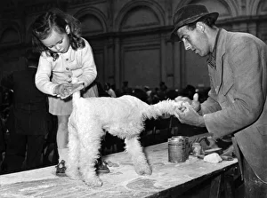 00045 Prints: Miss Mannie Williams from Derby helps her father to get Wyreholme Ember ready for