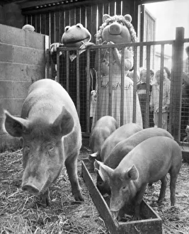 Miss Piggy and Kermit the frog dropped in for a chat with some Tamworth pigs at Bill Quay