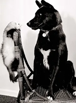 Rodents Prints: Missus the cross bred labrador dog and Misty the ferret sitting on a wicker chair