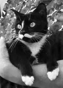 Feet Prints: Mitzi, the cat pictured above, was discovered in a new ten-storey Government office in