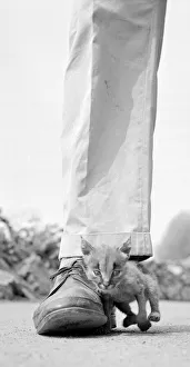 Mitzi the orphan Lynx cub leans against the shoe of Zoo keeper John Sumner who is raising