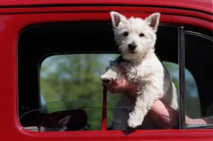 Puppy Prints: Mitzy who is owned by Sydney Everitt from Willenhall enjoying the view from the window of