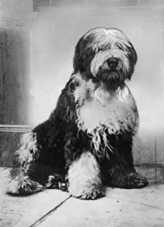 Brave Prints: Moffat Treasure, the dog. Moffat Treasure is an old English sheep dog