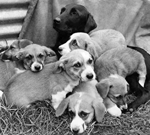 00057 Prints: Mongrel foster-mum nJudyi seen here with her pedigree Basset hound pups