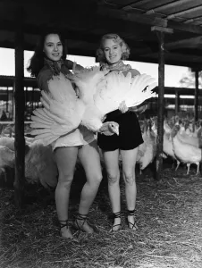 Straw Prints: Monica Hasell (left) and friend seen here selecting Christmas turkeys at Happins Farm