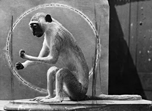 01444 Prints: The Monkey called Minnie, mascot of fighter pilot Warrant Officer J Booth