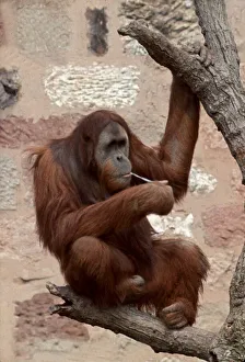 00160 Prints: Monkey chewing on a stick underneath the tree in Chester Zoo July 1969