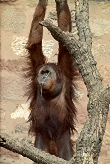 00158 Prints: Monkey hanging from a tree whilst chewing on a stick in Chester Zoo June 1969