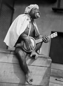 Banjo Prints: Monkey at London Zoo. Chimpanzee playing dressed in clothes