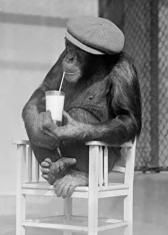Monkeys at London Zoo. Sitting in chair Chimpanzees wearing flat cap