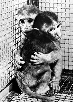 Images Dated 9th December 1983: Monkeys at the University of Texas are being subjected to lengthy experiments by